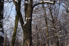 Jesion w Parku Ołtarzewskim zimą, 16 stycznia 2016 roku